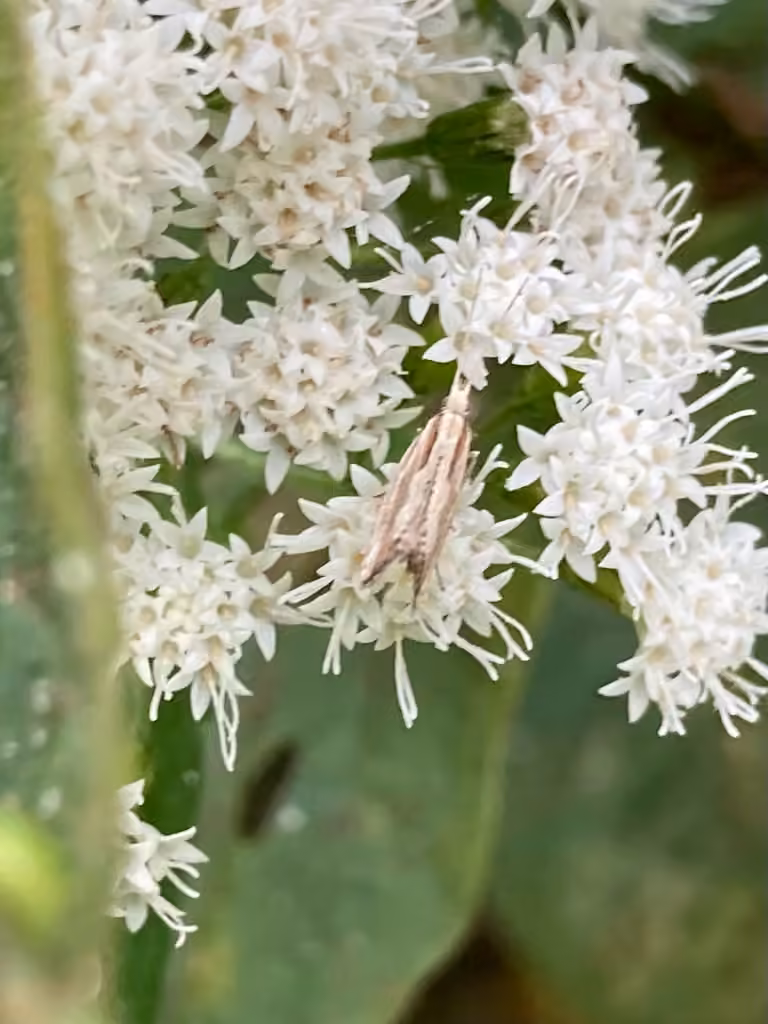 Dame's Rocket Moth, Chenille