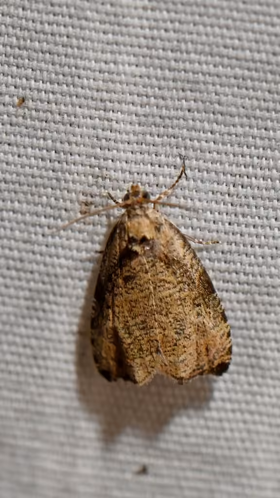 Wretched Olethreutes Moth, Adult