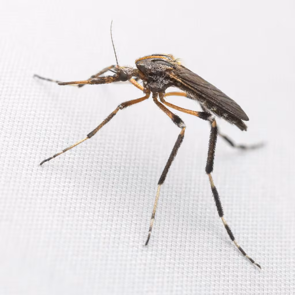 Moustique à bandes dorées, Femelle