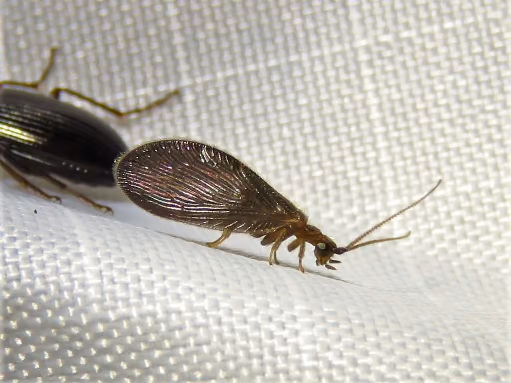 Sisyre vicariante