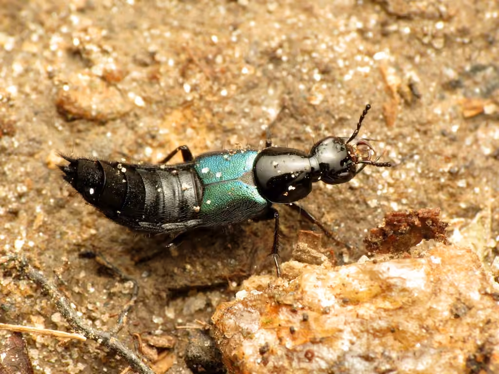 Blue-winged Rove Beetle