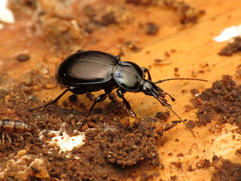 Small Snail-eating Ground Beetle, photo 1 of 5