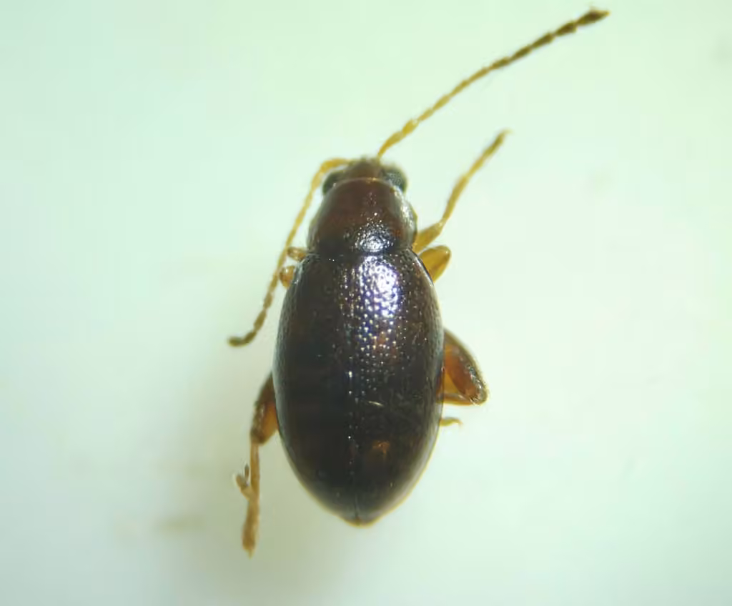Leaf beetle, photo 3 of 5