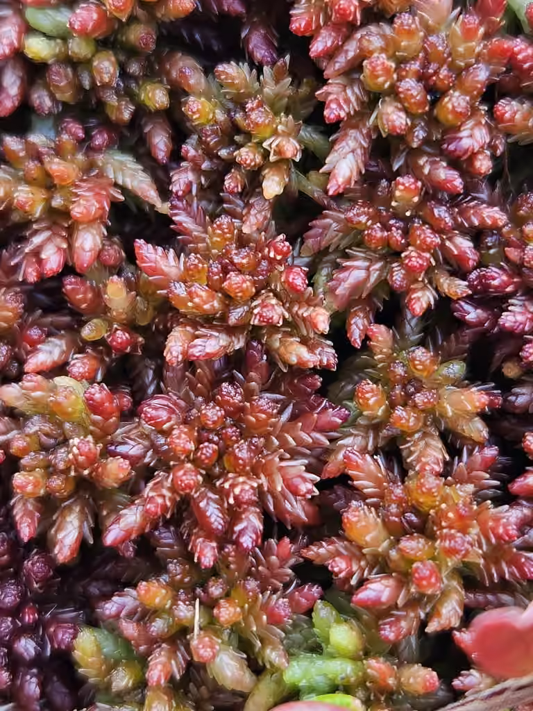 Intermediate peat moss, photo 1 of 5