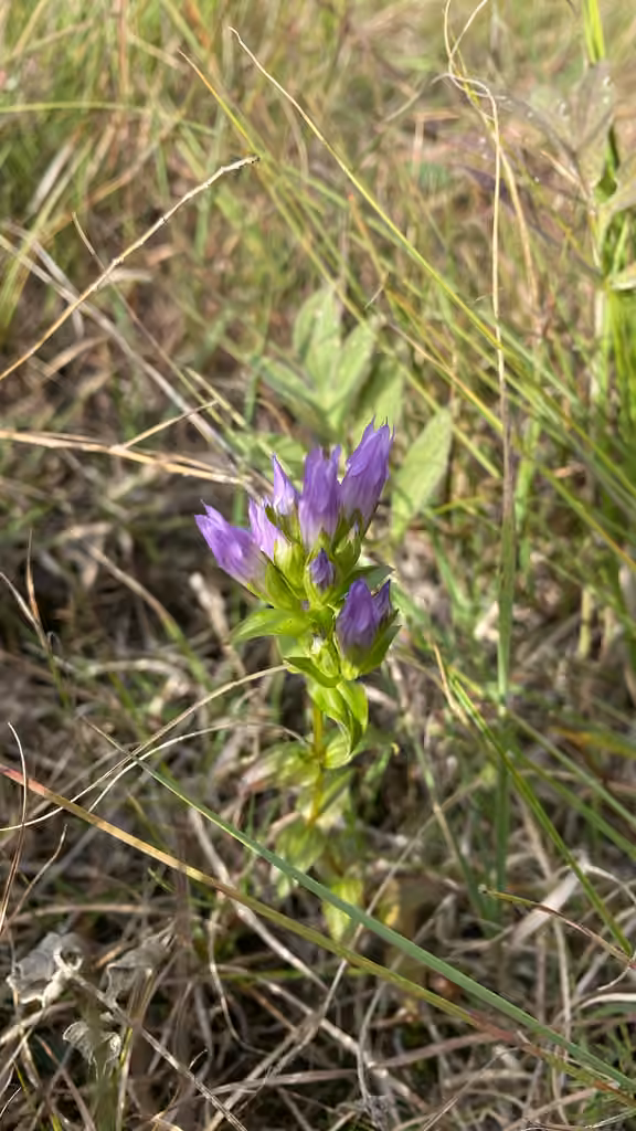 Agueweed, Flower buds
