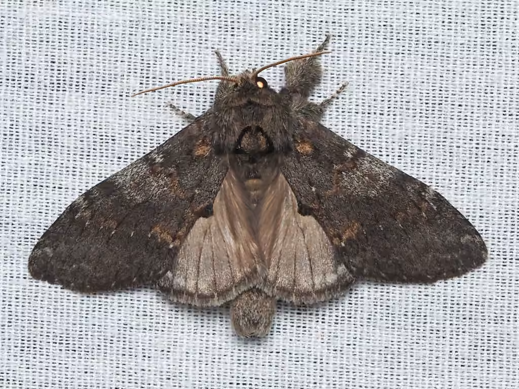 Angulose Prominent, photo 3 sur 5