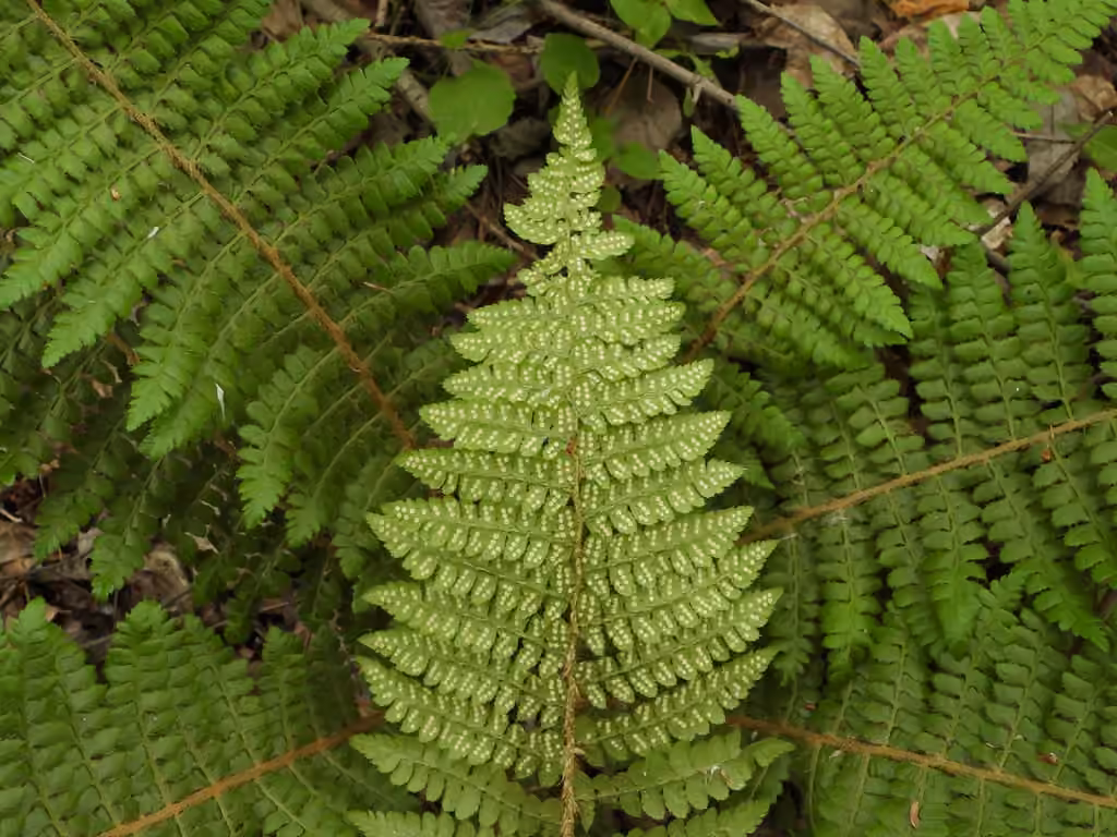 Polystic de Braun, photo 2 sur 5