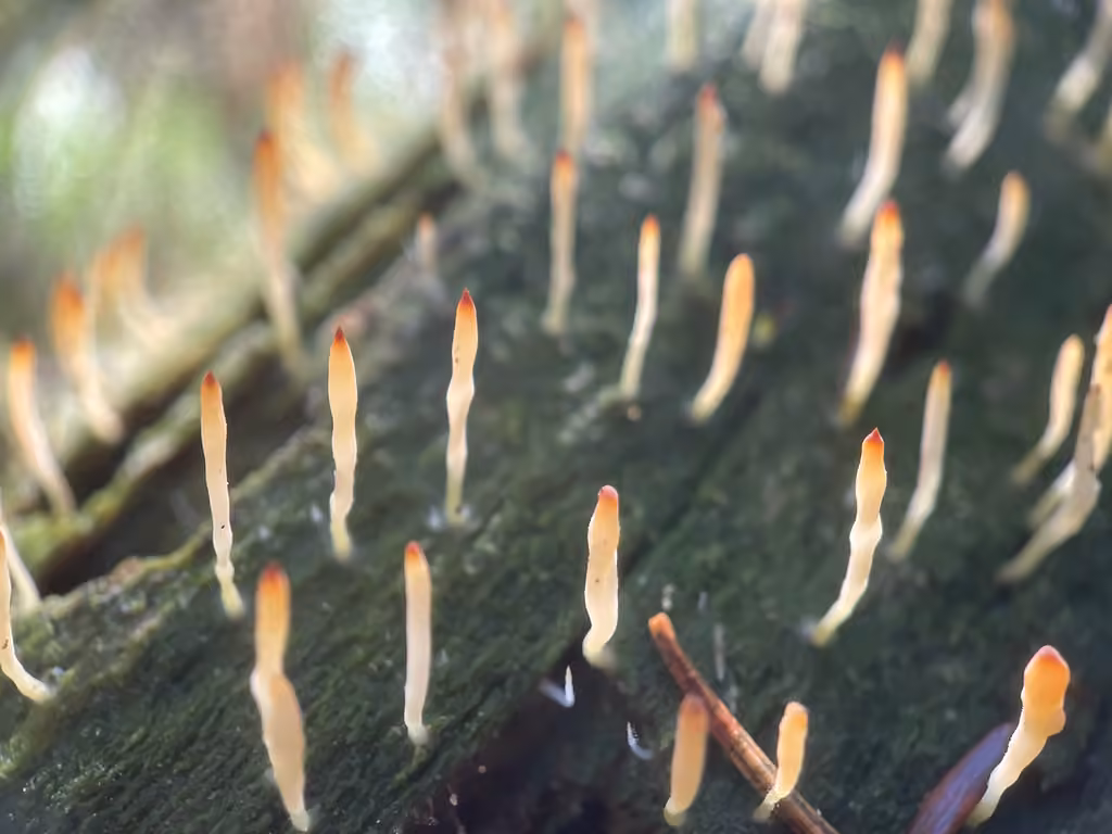 Club lichen