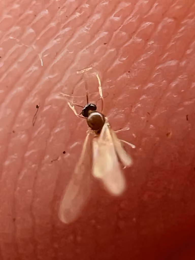 Hairless Rover Ant, Male