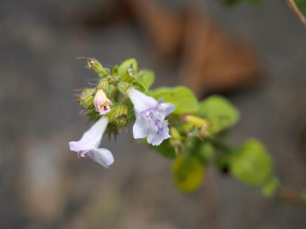 Calament, En fleurs