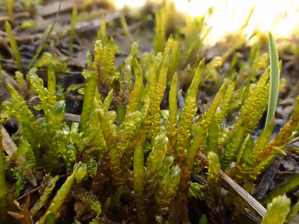 Three-ranked Spear-moss, photo 3 of 5