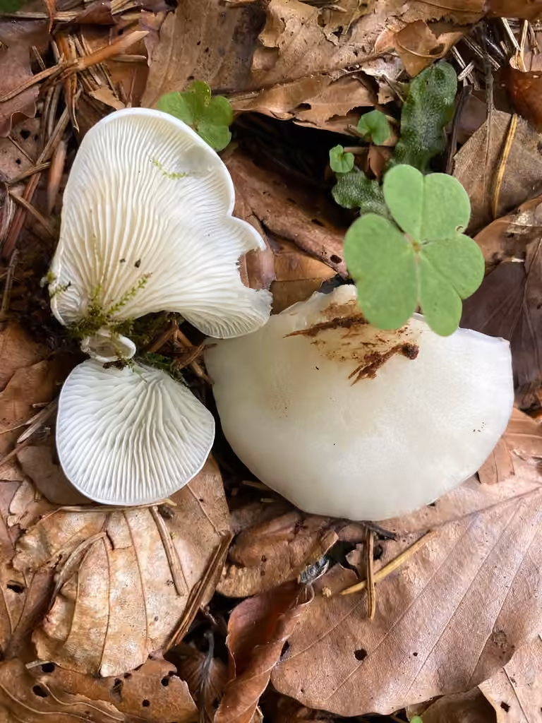 Crépidote applani