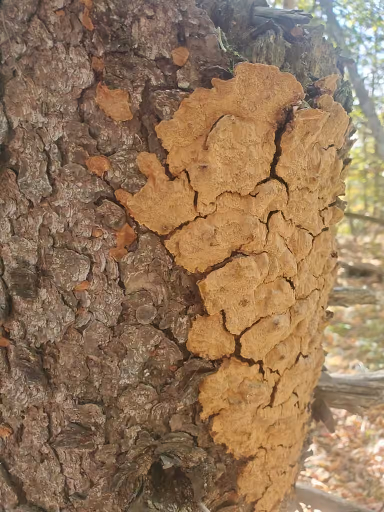 Polypore de l'épinette, photo 2 of 5