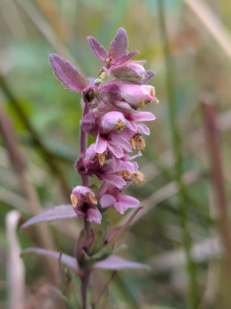 Red odontites, photo 1 of 5
