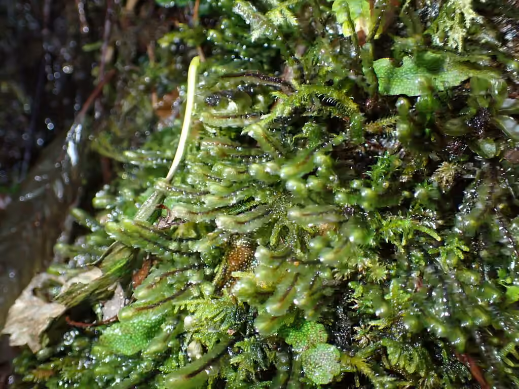 Scapanie des marécages, photo 3 sur 4