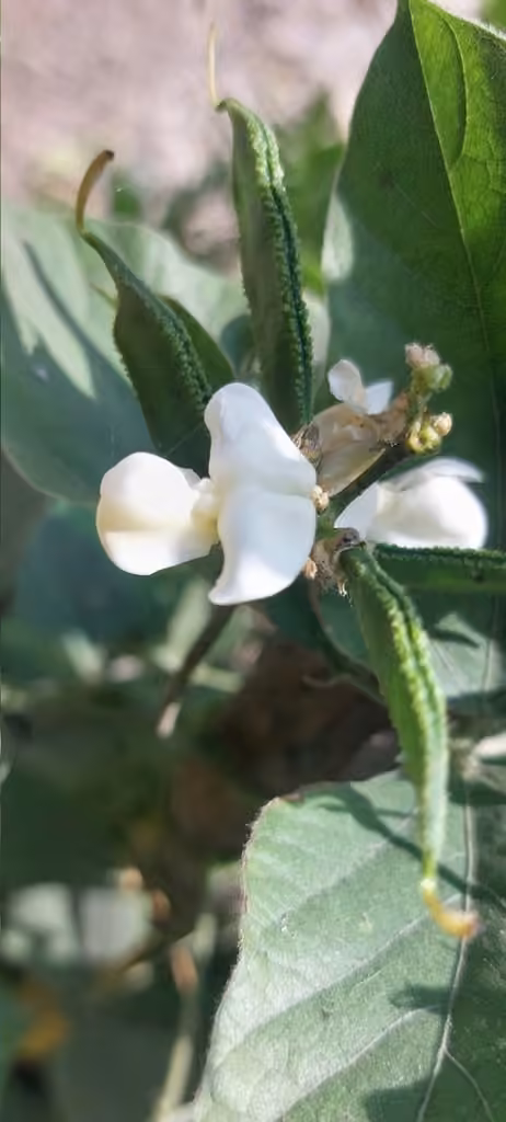 Kidney bean, In fruit
