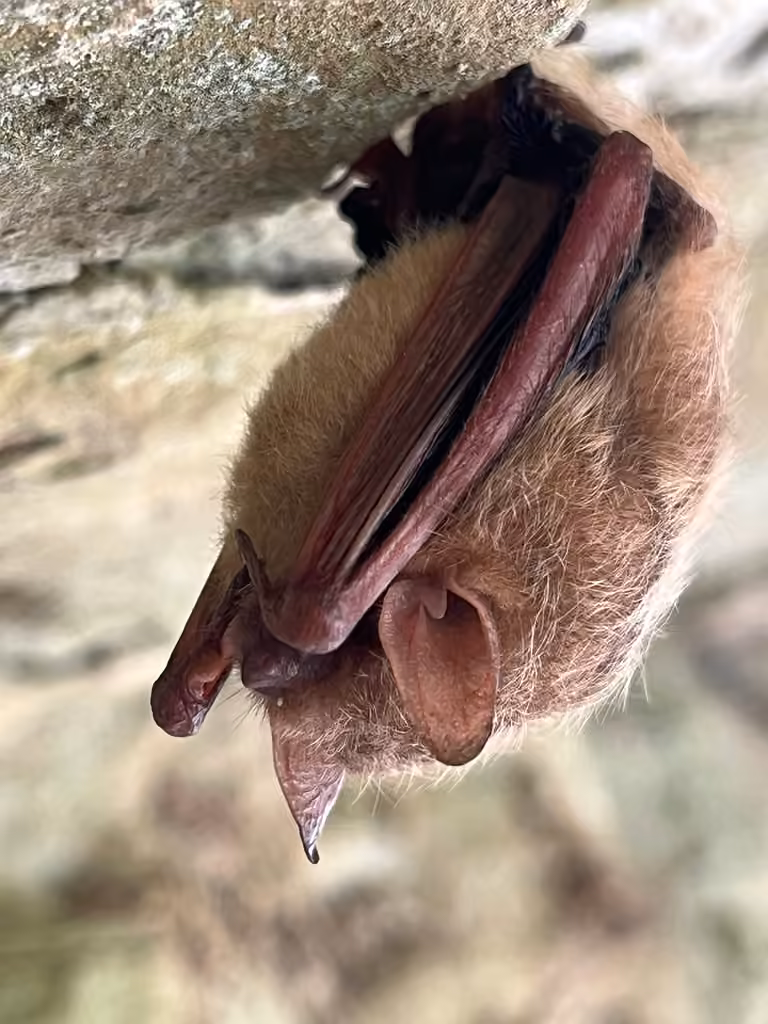 Pipistrelle de l'Est, photo 1 sur 5