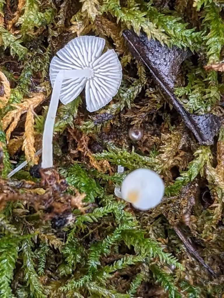 Mycène odorante, photo 2 sur 5