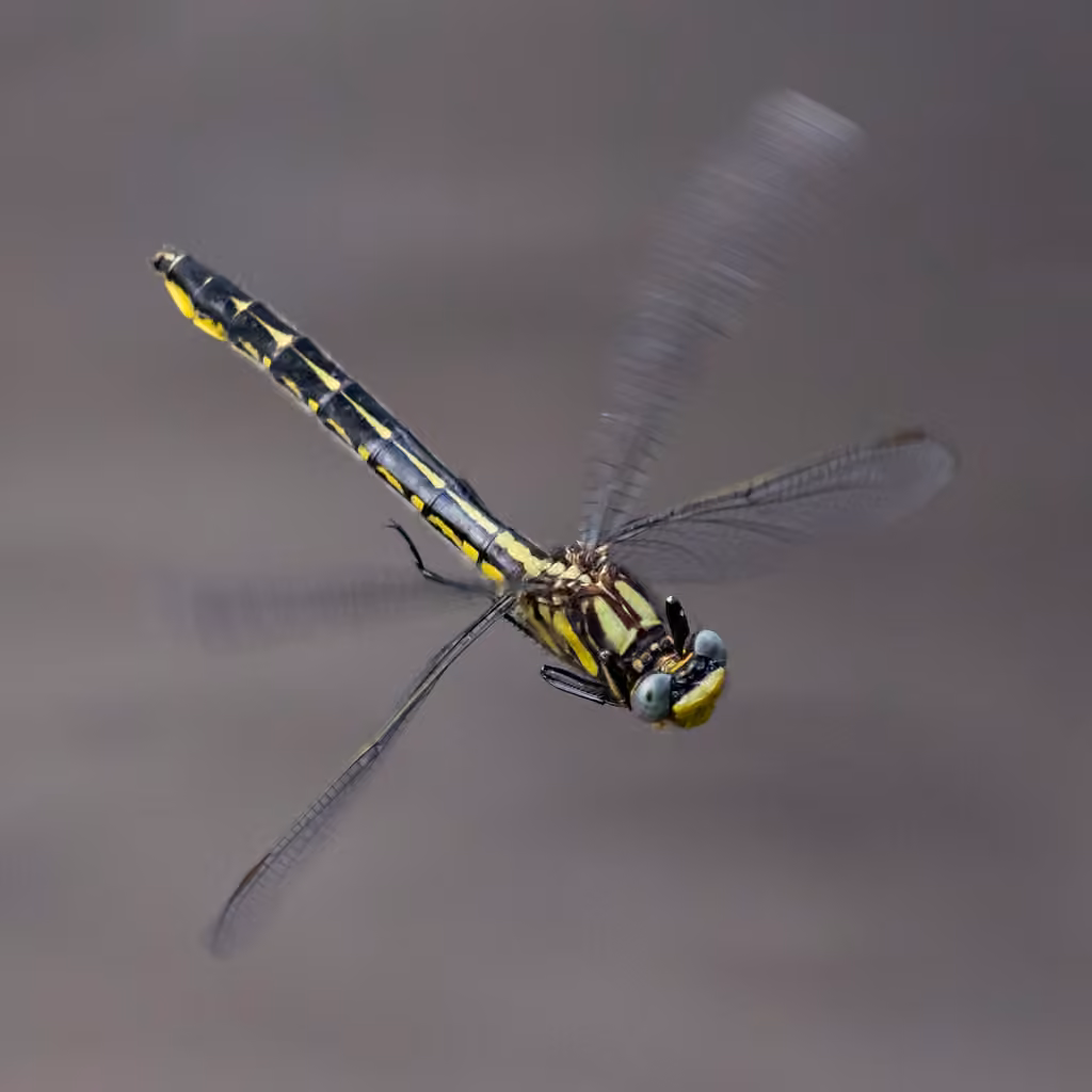 Beaverpond Clubtail, Female