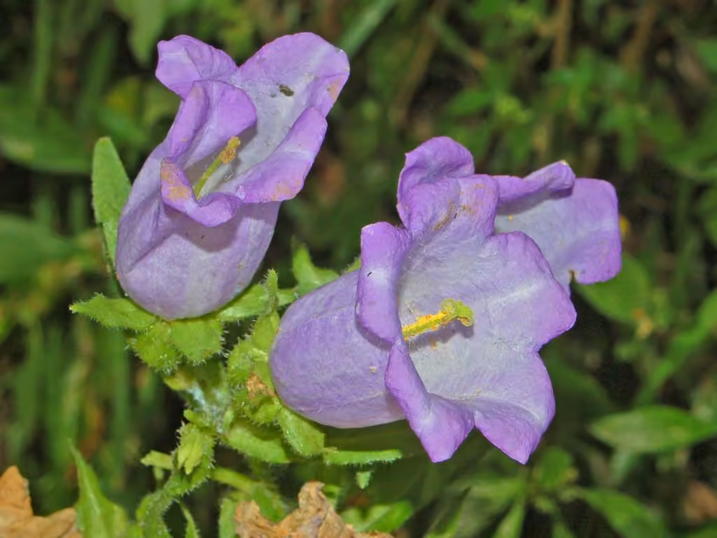 Canterbury bells, photo 1 of 5