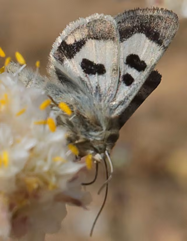 Oregon Gem Moth, Adulte