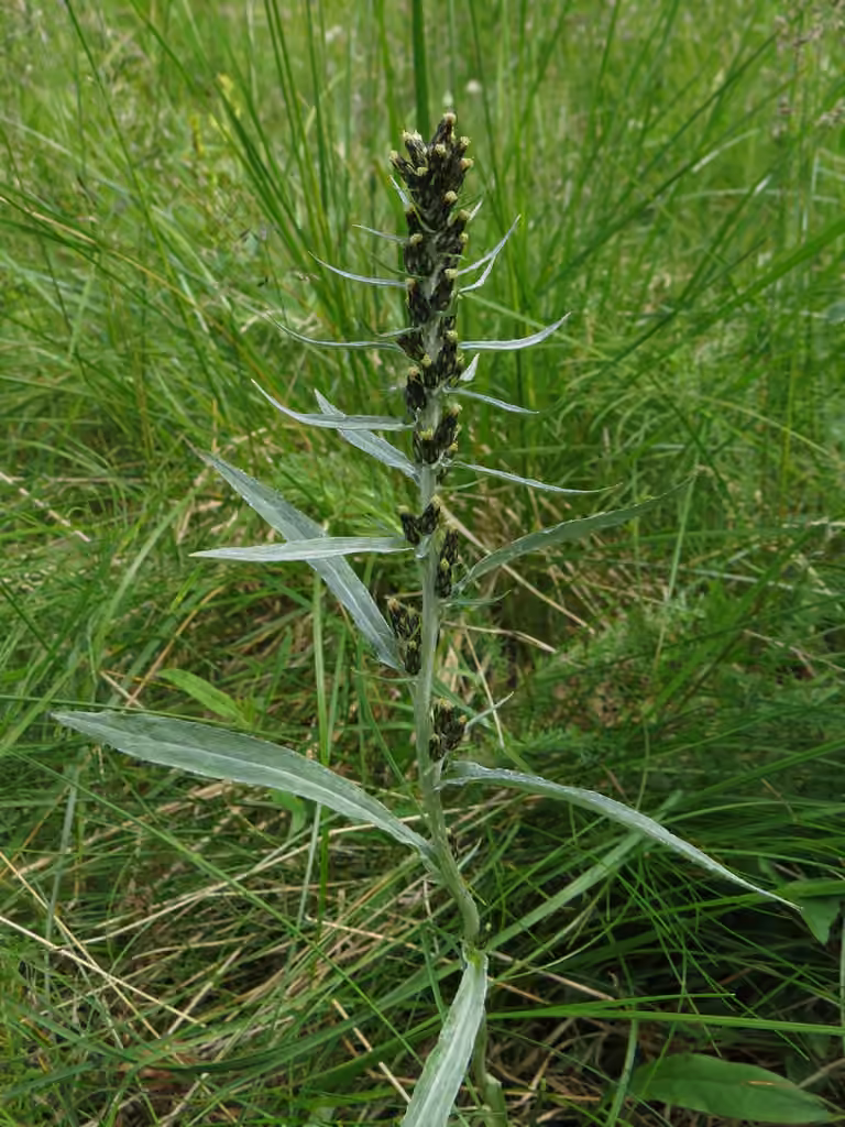 Norwegian arctic cudweed