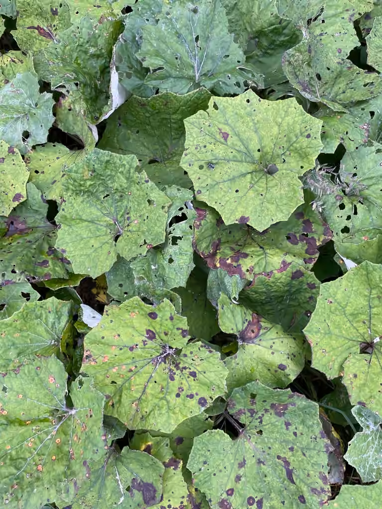 Coltsfoot Leaf Spot, photo 3 sur 5