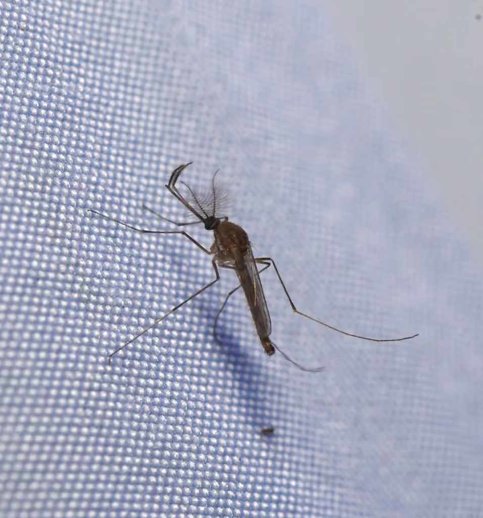 Moustique terrifiant, Mâle
