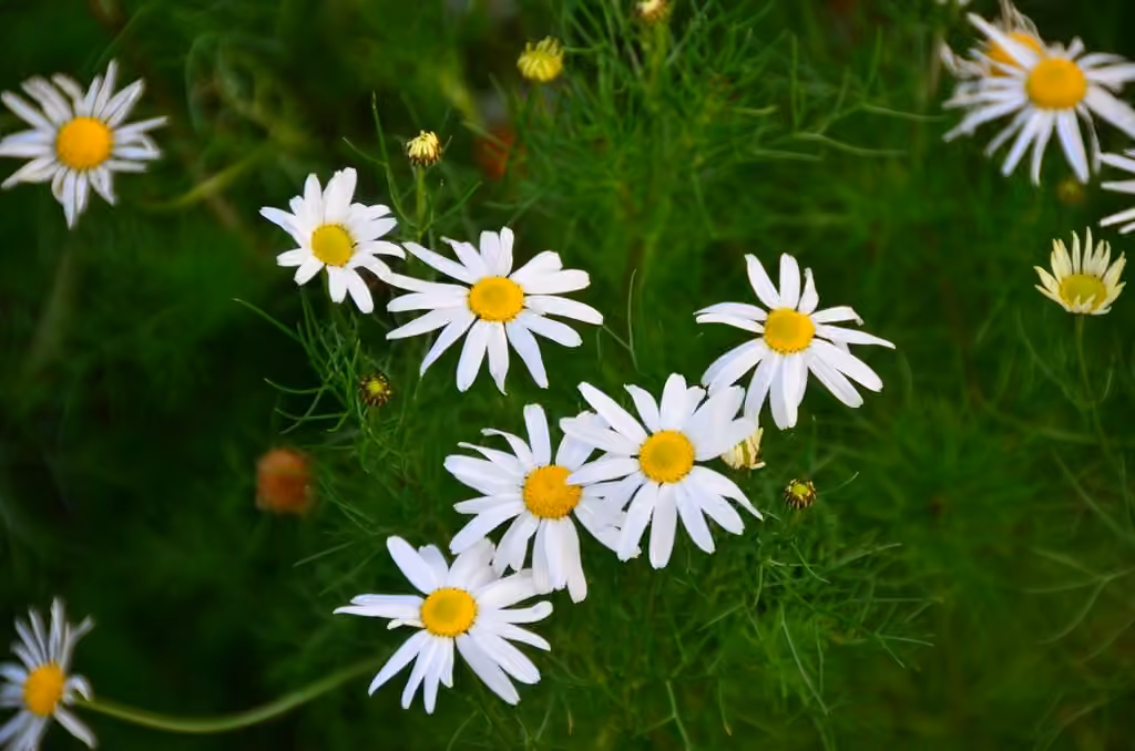 Scentless false mayweed, photo 3 of 5