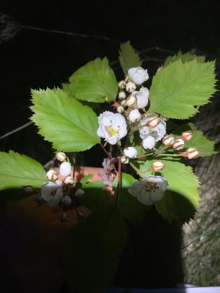 Scarlet hawthorn, photo 1 of 5