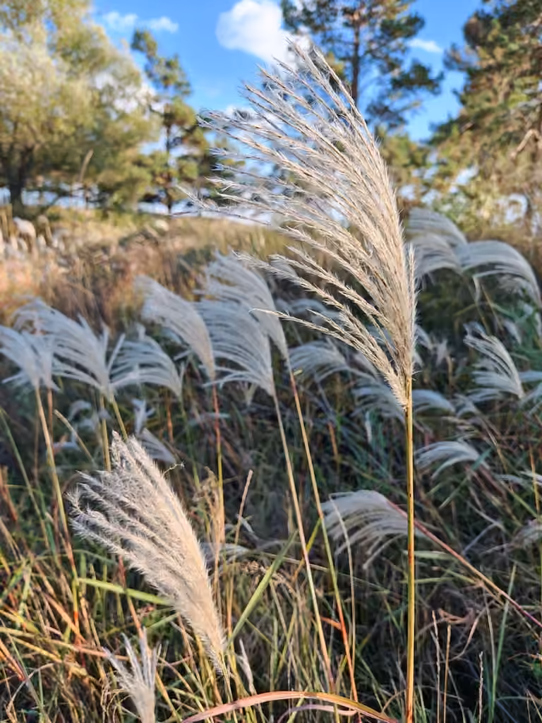 Miscanthus commun, En fruits