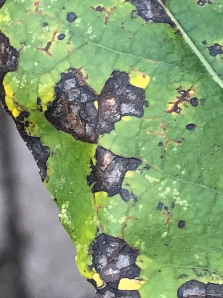 Sphaerulina populicola, photo 1 sur 3