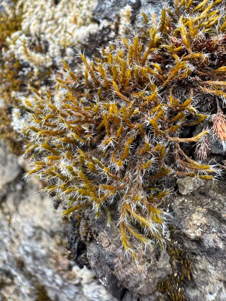 Petite frangine, photo 2 sur 5