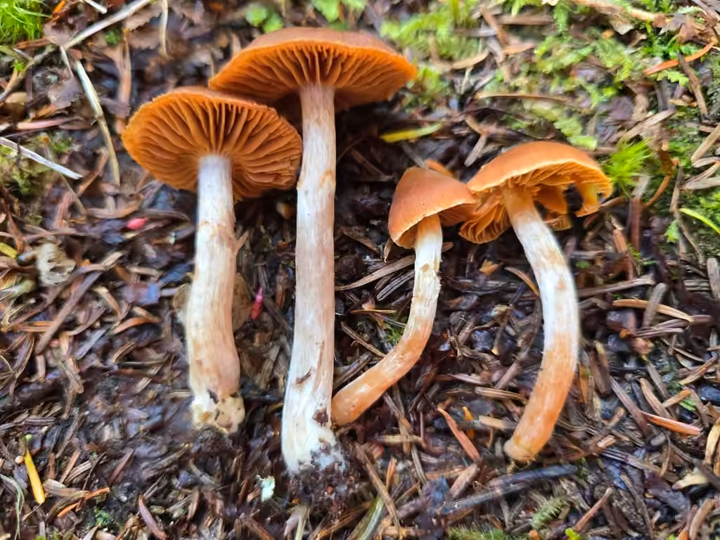 Cortinarius mammillatus, photo 2 sur 5