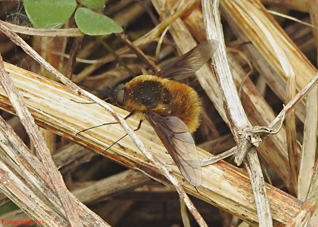 Mexican bee fly, Male