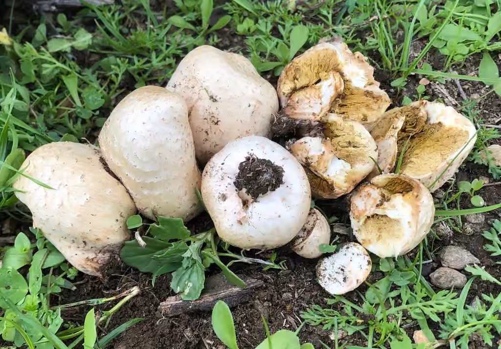 Puffball parasol, photo 3 of 5