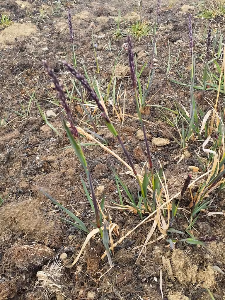 Arctic grass, In fruit