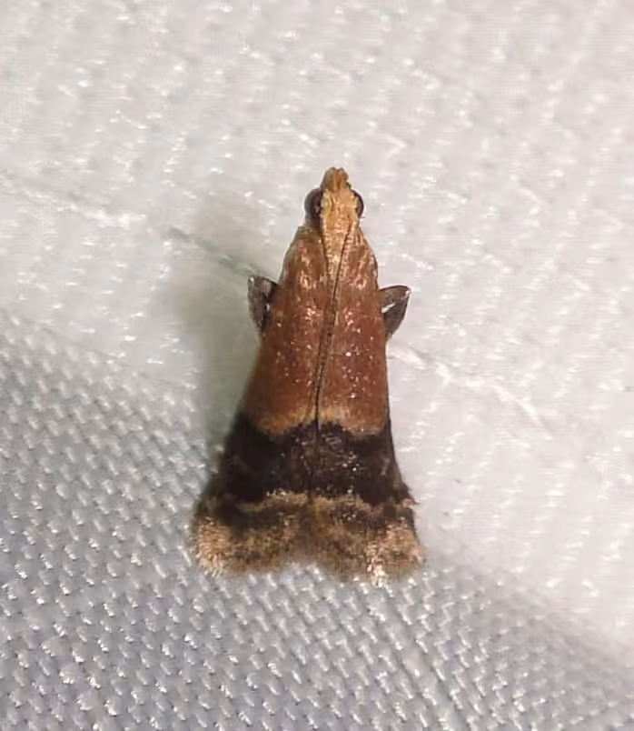 Broad-banded Eulogia Moth, photo 3 sur 5