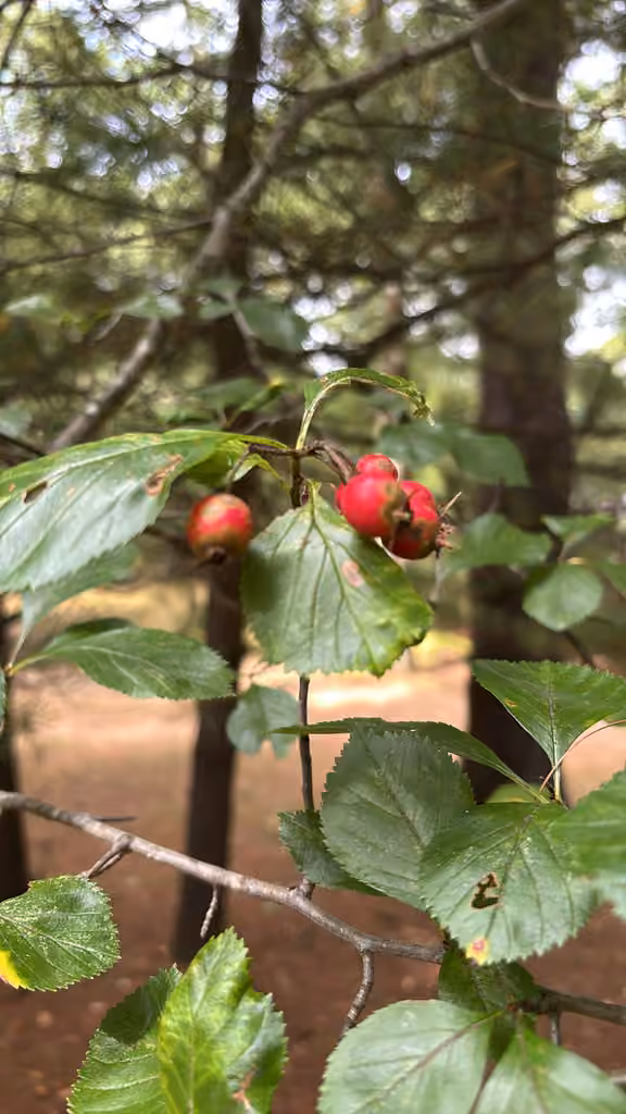 Aubépine à épines longues, En fruits