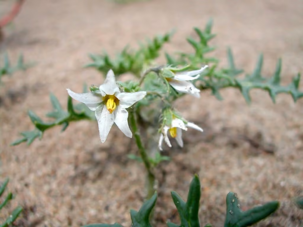 Cutleaf nightshade, photo 1 of 5