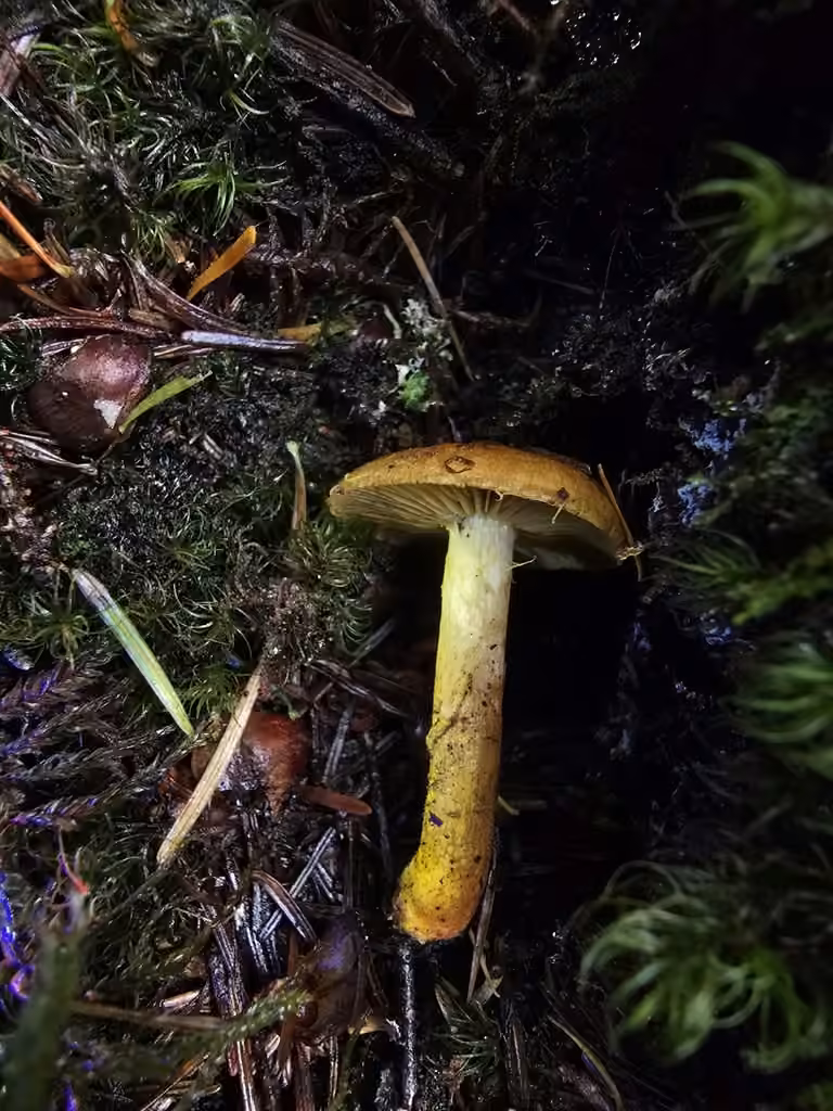 Cortinarius ominosus, photo 3 of 5