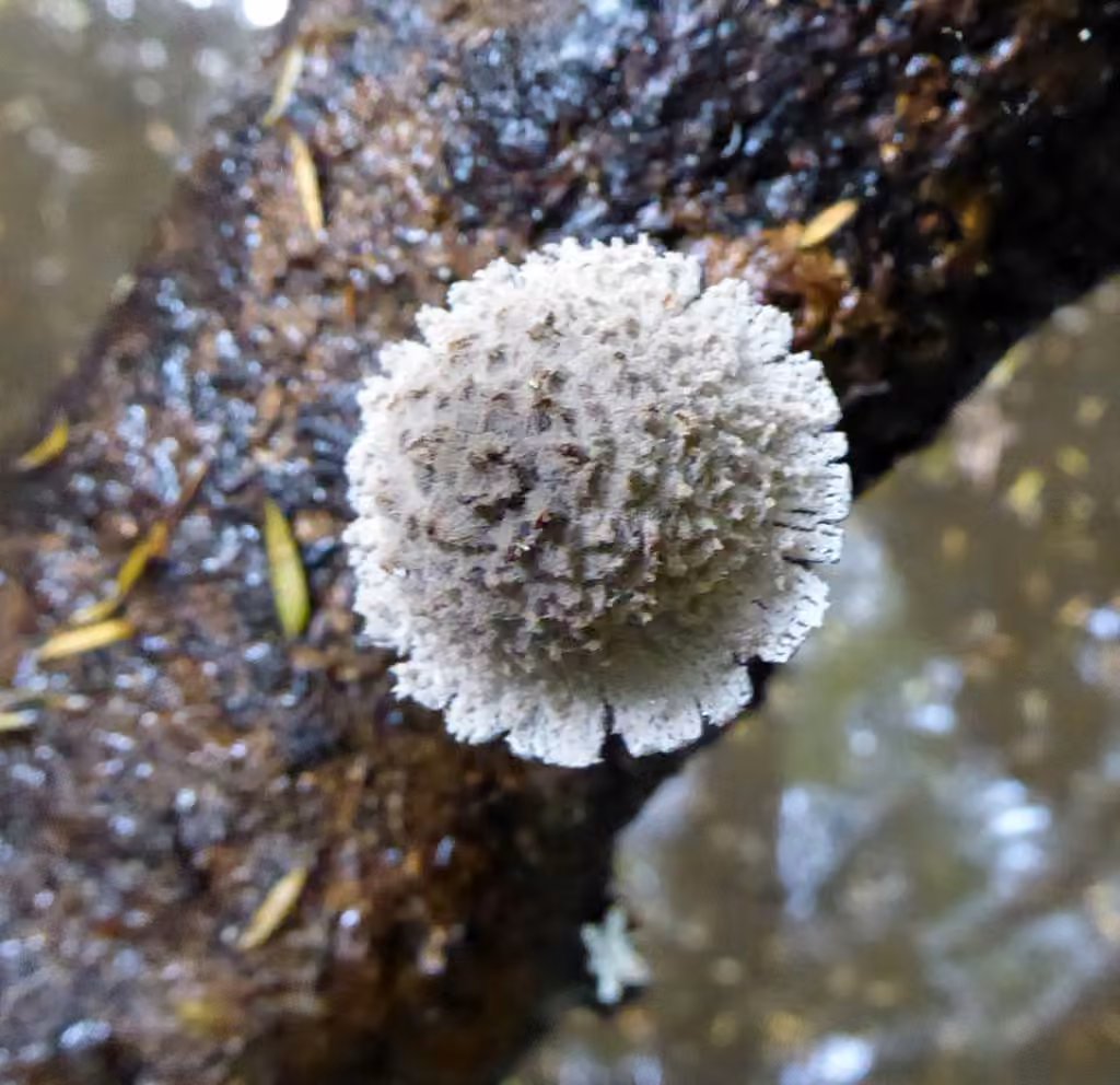 Cavity Inkcap, photo 2 sur 5