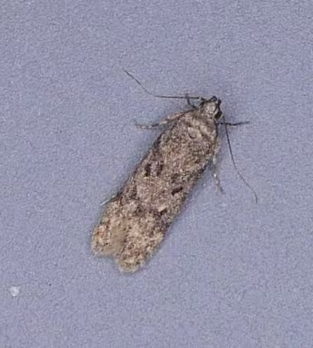 Leafroller, Adult male