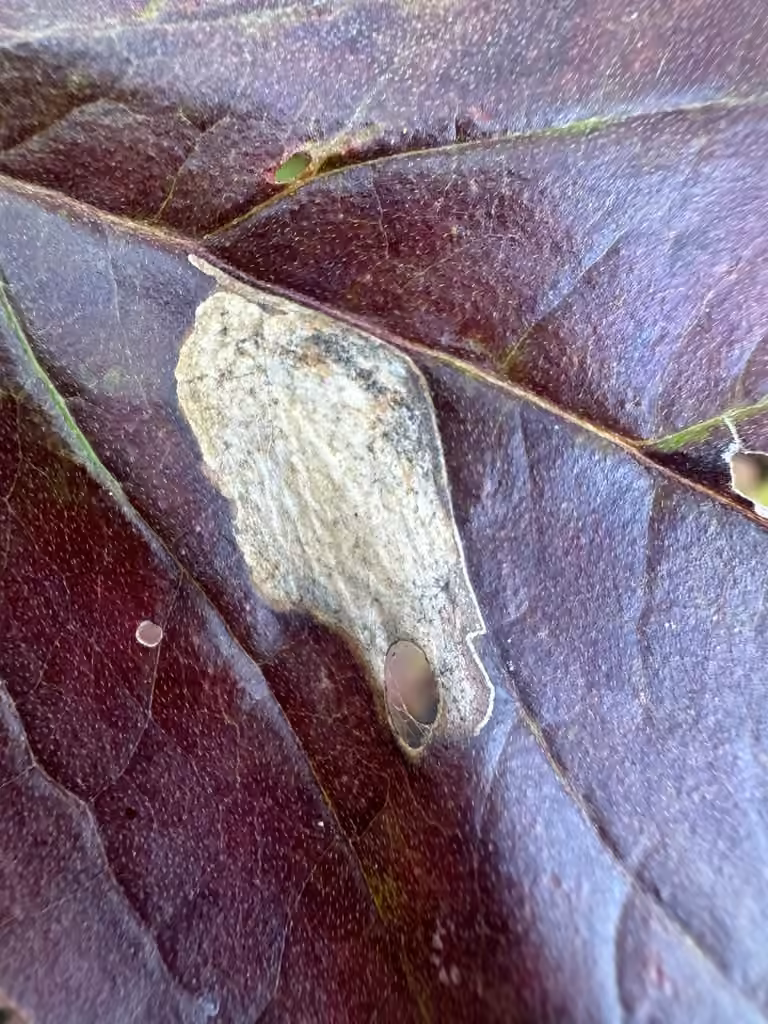 Antispila cornifoliella