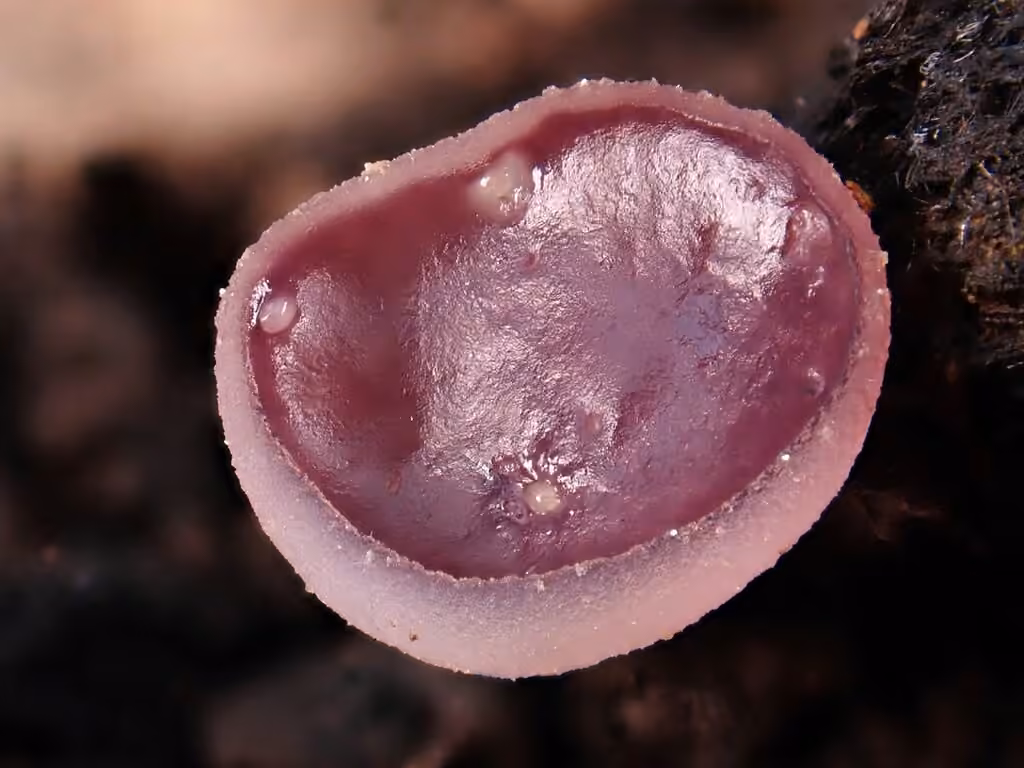Geoscypha tenacella