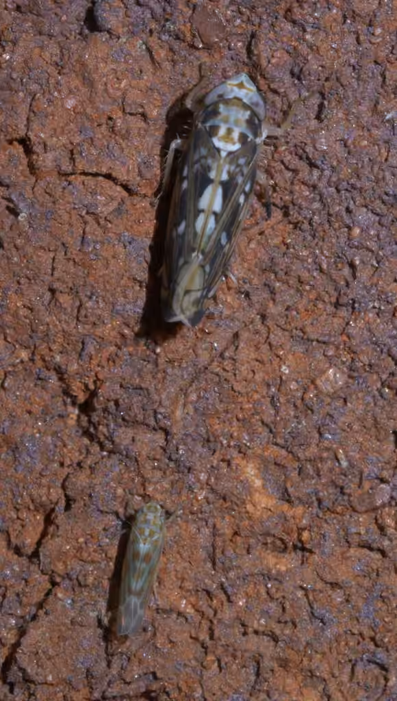 Scaphoideus melanotus, Adulte