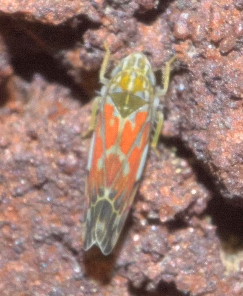 Wounded Leafhopper, photo 2 of 5