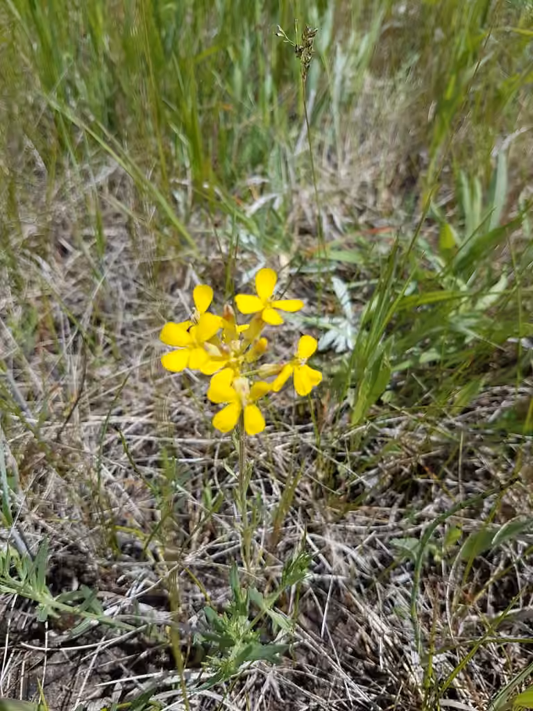 Vélar à petites fleurs, En fleurs