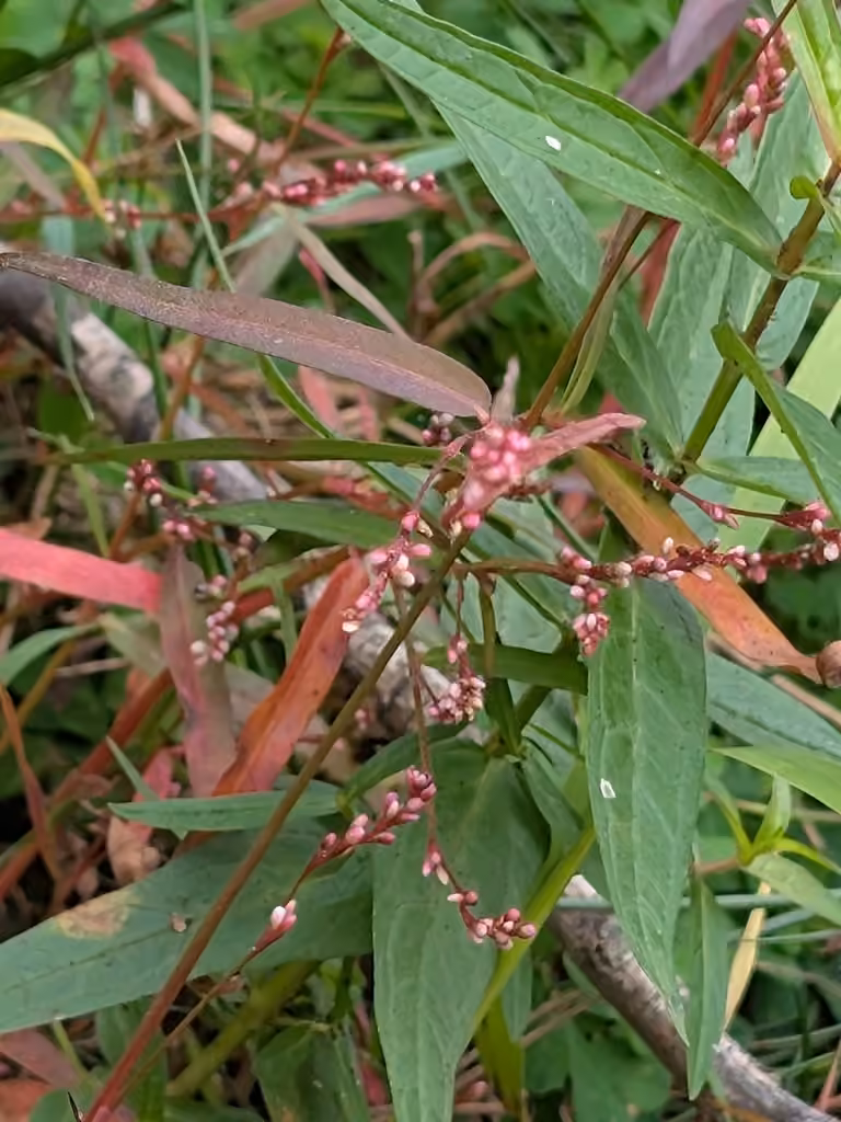 Pygmy smartweed, In flower