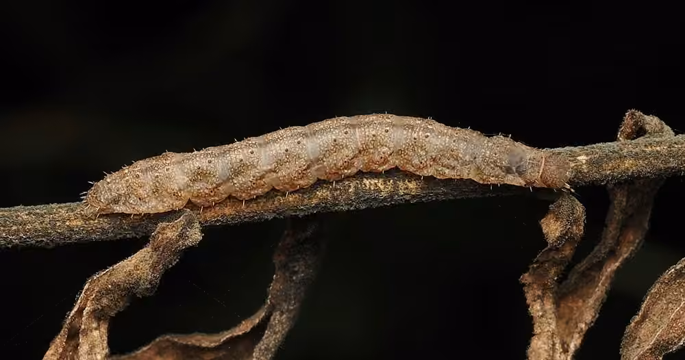 Sociable Renia Moth, Caterpillar